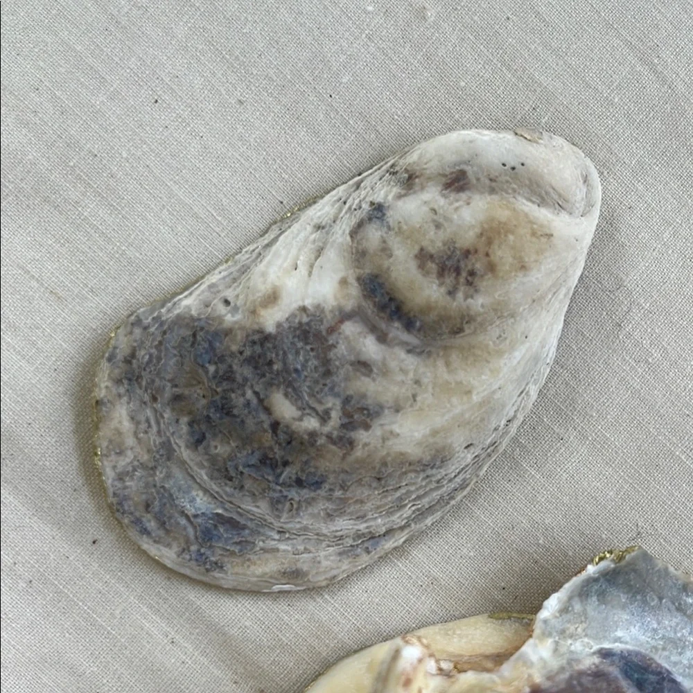 Decorative Fish-Themed Shells Gold Trim